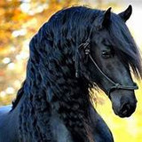 horselover10
