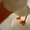 thesillyestgoose