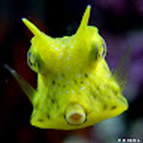 push-button-reef
