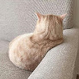 anton233233