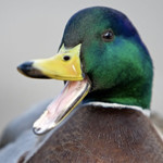 biochoke