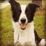 cryptocollies
