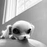 mandu-moonie