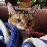 talia