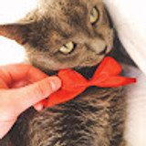 catotuna