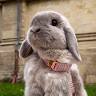 frenchlopbunny