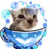cat-maco