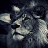 lion-king222